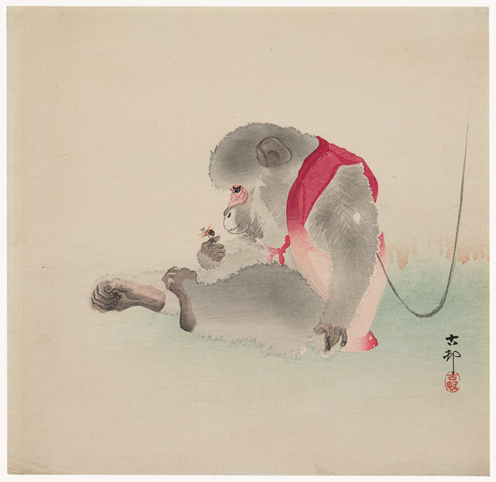 Seated monkey watching an insect on his hand